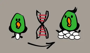 Evaluating Animal Breeding Programmes